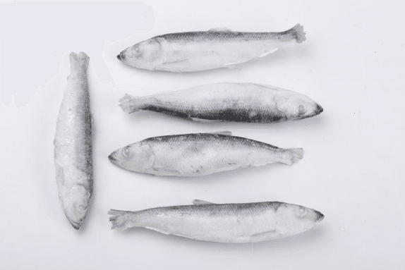 Salaca congelata IQF 1 kg